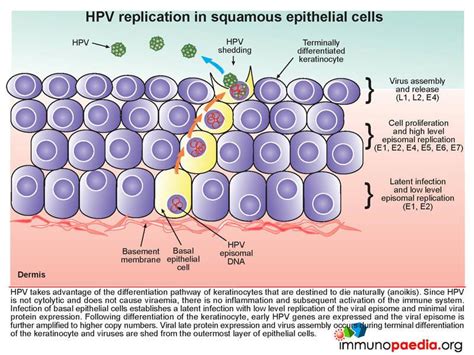 Human Papilloma Virus Hpv Immunopaedia