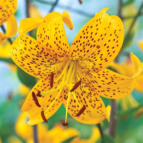 Buy Leichtlinii Lily Bulbs Online Species Lilies Brecks