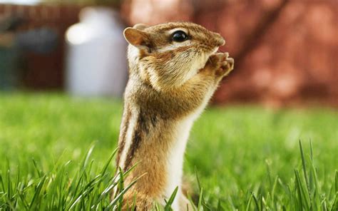 [48+] Animal Wallpapers HD - WallpaperSafari