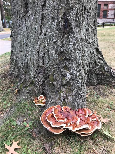 Landscape Root And Butt Rot Caused By Ganoderma Sessile Center For