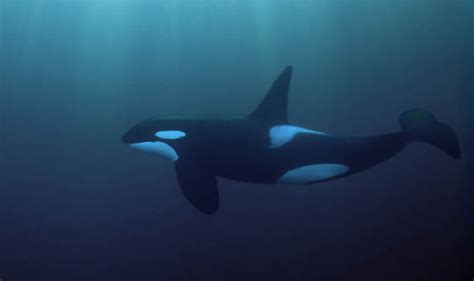 Watch Killer Whales Cries For Help Answered By Hero Animal Lovers