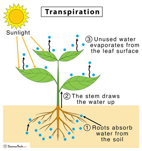 What Is Transpiration Astonishingceiyrs
