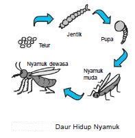 Check spelling or type a new query. MaGic'BloG: Siklus Hidup hewan