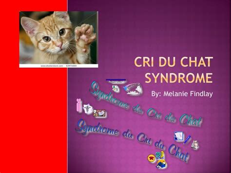 Cri du chat (a french phrase that means cry of the cat) syndrome is a group of symptoms that result when a piece of chromosomal material is missing (deleted) from a particular region on chromosome 5. PPT - Cri Du Chat Syndrome PowerPoint Presentation - ID ...