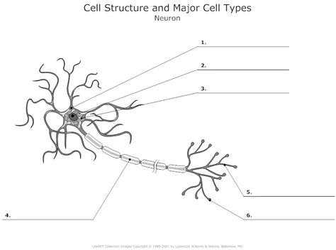 The molecular composition of a human cell are water, about 70% of cell mass; Questions And Answers On Labeled/Unlebled Diagrams Of A ...