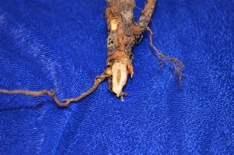 University Of Illinois Plant Clinic Phytophthora Root And Crown Rot Alert