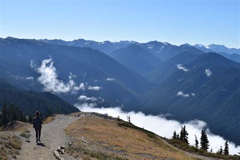 Hurricane Ridge Guided Hiking Tour Olympic Hiking Co