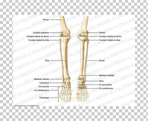 A regional study of human structure. Bone Human Anatomy Knee Human Leg Crus PNG, Clipart ...