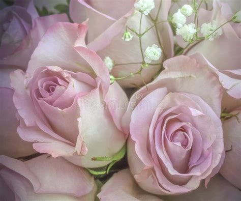 Delicate Pink Roses With Small White Flowers In Bouquet Stock Image