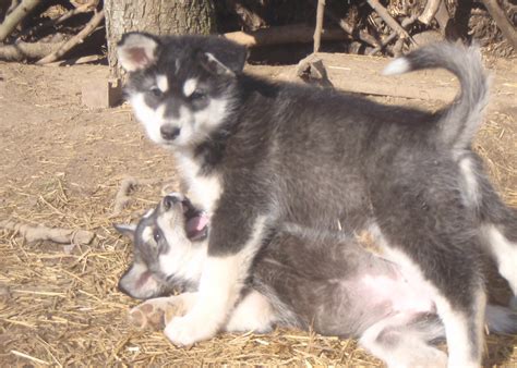 Welche rasse passt zu mir? Alaskan Malamute Welpen in Stadtlauringen | Tiere ...