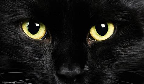 Wallpaper Fur Kittens Whiskers Black Cat Eye Computer Wallpaper