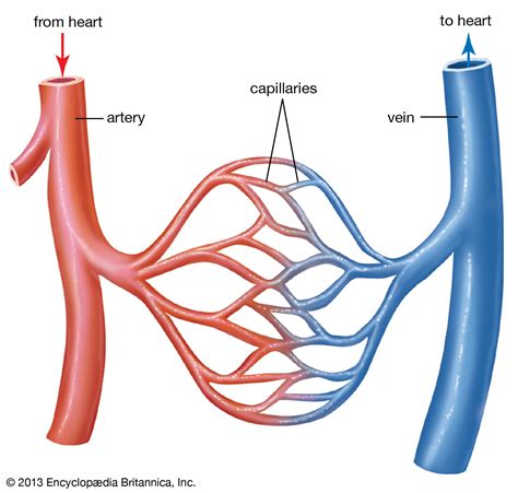 🌈 Structure And Function Of Arteries Artery Vs Vein Whats The