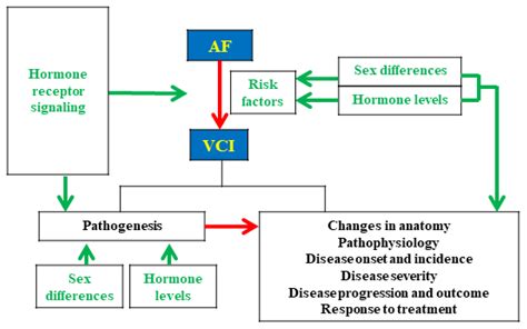 ijms free full text revealing the influences of sex hormones and sex differences in atrial