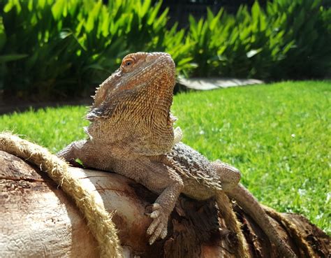 Bearded Dragon Care For Beginners Bearded Dragon Facts