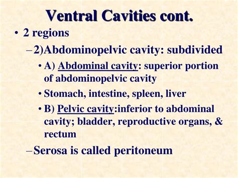Ppt Body Cavities Powerpoint Presentation Free Download Id 9364852