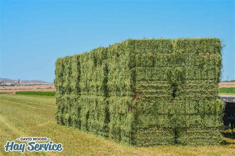 4 Things You Should Know About Alfalfa Hay
