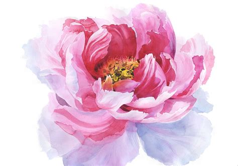 Mademoiselle Rose Watercolor Flowers Watercolor Peonies Peonies