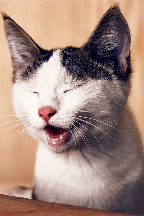 90 Hilarious Cat Jokes Skip To My Lou