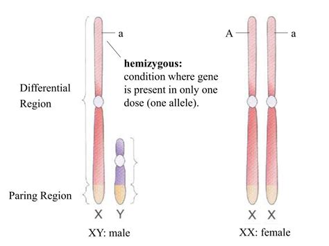 Ppt Sex Chromosomes Powerpoint Presentation Free Download Id6743403