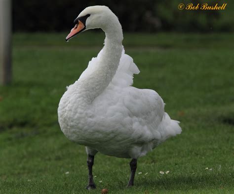 It is an introduced species in north america, australasia and southern africa. Birds and Nature in the Forest of Dean: Mute Swan