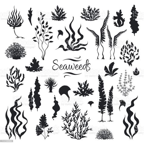 Seaweeds Silhouettes Underwater Coral Reef Hand Drawn Sea