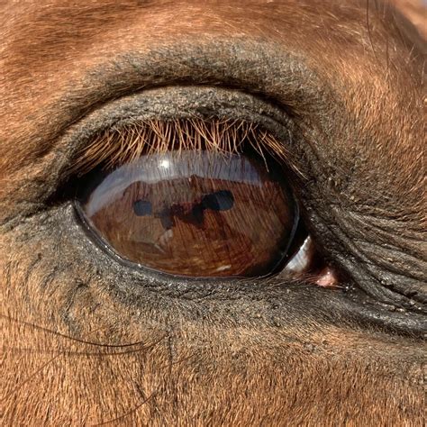 My Horses Eye Requestrian