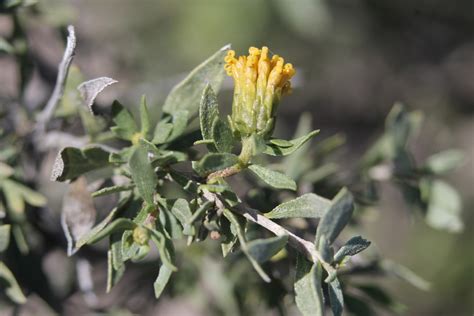 Flourensia Cernua Flowering Plants Of The Trans Pecos Of Texas