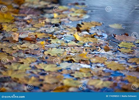 Wet Autumn Leaves Stock Image Image Of Water Fall Heap 17439853