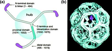 Maybe you would like to learn more about one of these? Clathrin: anatomy of a coat protein: Trends in Cell Biology