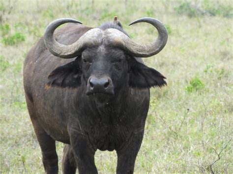 African Cape Buffalo Similar But Different In The Animal Kingdom