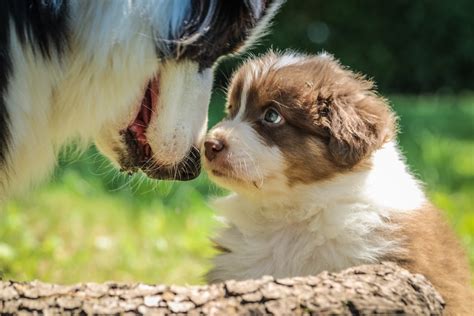 Should You Adopt A Puppy Or An Adult Animal City Pet Sitters