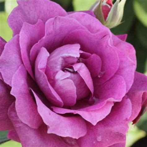 Intrigue Floribunda Rose Purple Rose Tree — Plantingtree