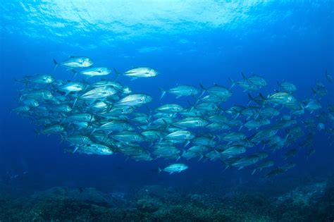 ¿qué Es La Pesca Sostenible Y Cuál Es Su Importancia Grupo Sabanamar