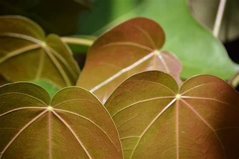 Four Brown Leaves Hd Wallpaper Wallpaper Flare