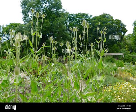 Long Stemmed Back Lit Plants In A Hidden City Oasis Jardin Des