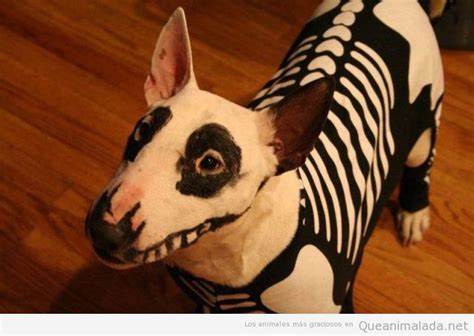 Disfraz Para Tu Perro En Halloween