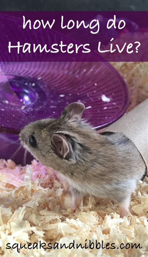 They have been known to break their feet and legs on wire exercise wheels too. How Long Do Hamsters Live - A Guide To Hamster Life Span