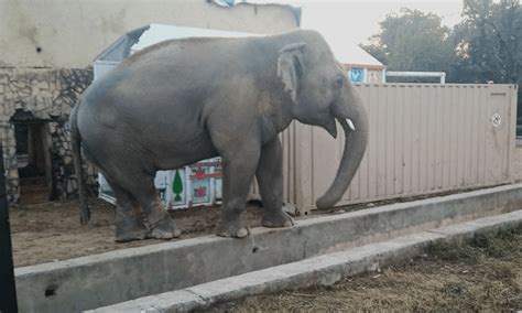 Sc Disallows Import Of Elephants For Zoo Pakistan Dawncom