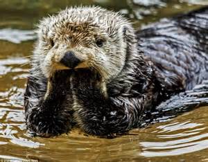 Photographer Sharon Landis Captures Otter Resting His Eyes Between