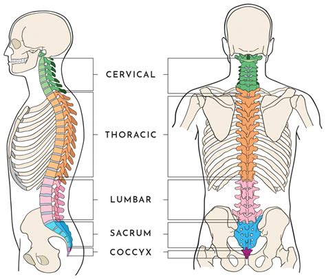 Anatomy Of The Spine Wessex Spinal Surgeon