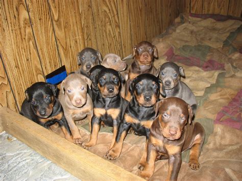 88 Doberman Puppies Newborn L2sanpiero