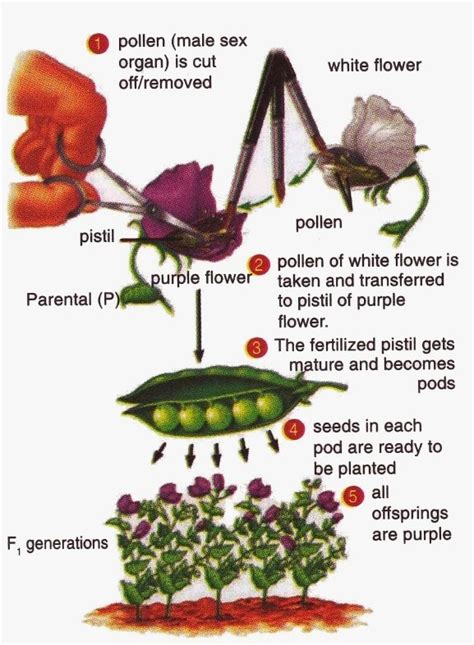 Mendelian Genetics Experiment Of Pea New Science Biology