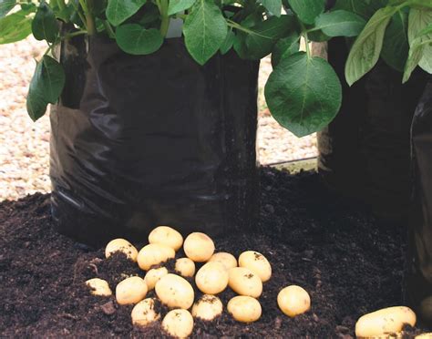 How To Grow Potatoes In Bags Thompson And Morgan