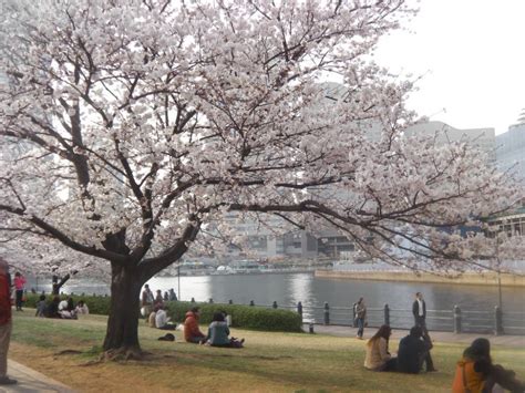 Yokohama Waterfront Cherry Blossoms Yokohama Kanagawa