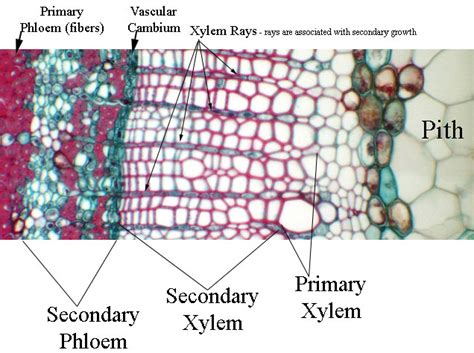 Difference Between Xylem And Phloem Under Microscope Micropedia