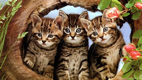 Cute Cartoon Cat Wallpapers Three Cute Kittens Your Hd