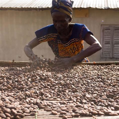 Nestlé Tackles Child Labour For 100 Sustainable Cocoa Agriorbit