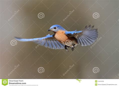 Bluebird In Flight Stock Image Image Of Avian Songbird 15416705