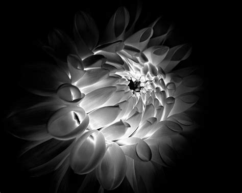 Fine Art Photograph Flowers Nature Black And White Texture