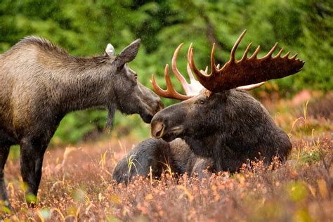 Free Picture Moose Animal Pair Bull Cow Moose